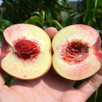 Pêcher Bénédicte - Leaderplant