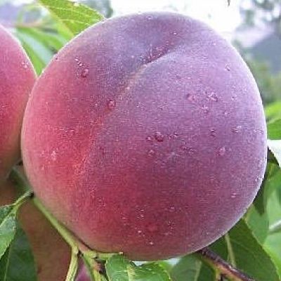 Pêcher Bénédicte - Leaderplant