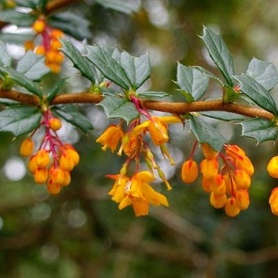 Epine vinette de Darwin - Leaderplant