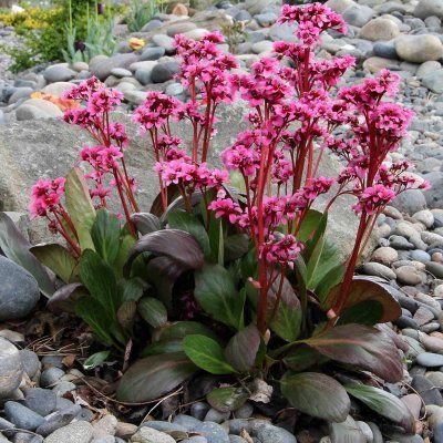 Bergénia Dragonfly Sakura ® - Leaderplant