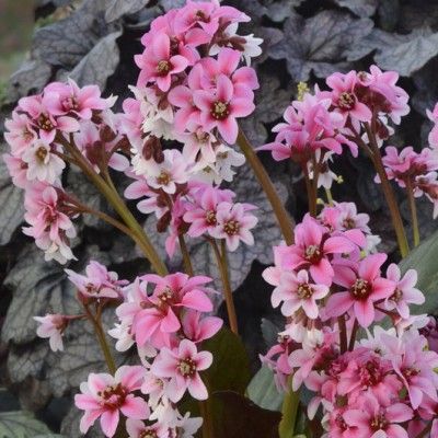 Bergénia Dragonfly Sakura ® - Leaderplant