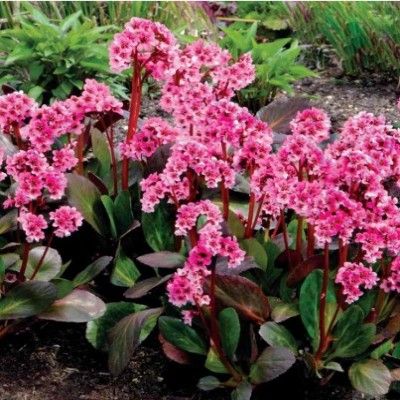 Bergénia Dragonfly Sakura ® - Leaderplant