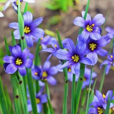 Bermudienne Herbe aux Yeux Bleus - Leaderplant