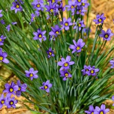 Bermudienne Herbe aux Yeux Bleus - Leaderplant