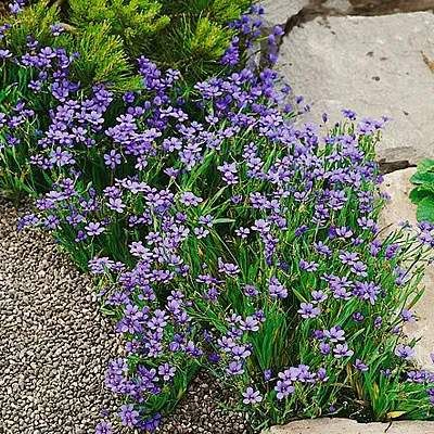 Bermudienne Herbe aux Yeux Bleus - Leaderplant
