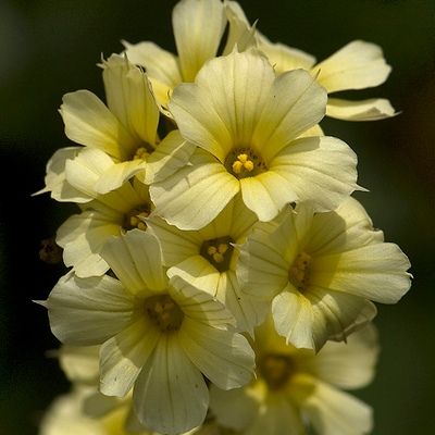 Bermudienne striée - Leaderplant