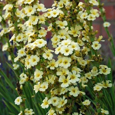 Bermudienne striée - Leaderplant