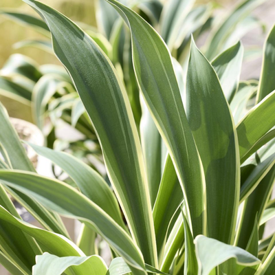 Beschornéria panaché Desert Glow ®  - Leaderplant