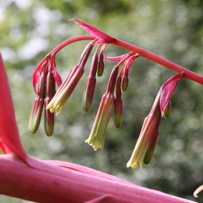 Beschorneria yuccoïdes - Leaderplant