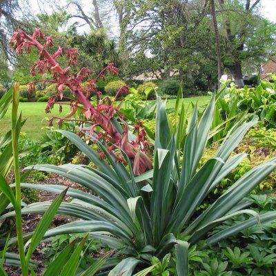 Beschorneria yuccoïdes - Leaderplant