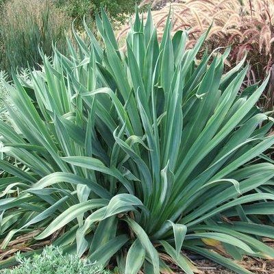 Beschorneria yuccoïdes - Leaderplant