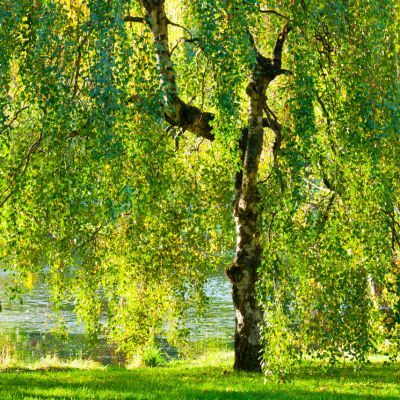 Bouleau pleureur - Bouleau blanc - Leaderplant