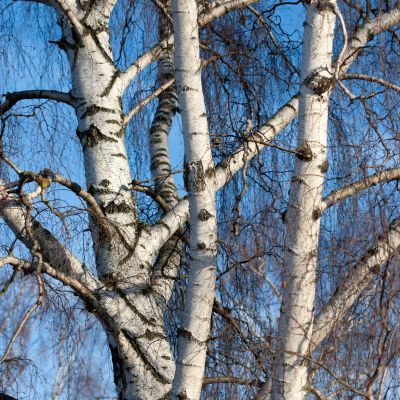 Bouleau pleureur - Bouleau blanc - Leaderplant