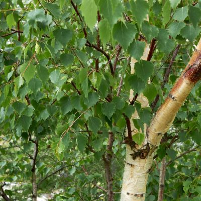 Bouleau pleureur - Bouleau blanc - Leaderplant