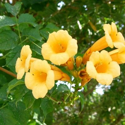 Bignone jaune Flava - Leaderplant