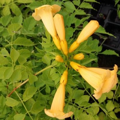 Bignone jaune Flava - Leaderplant