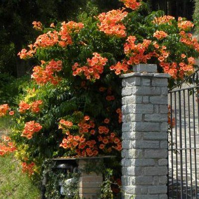 Bignone Indian Summer - Leaderplant