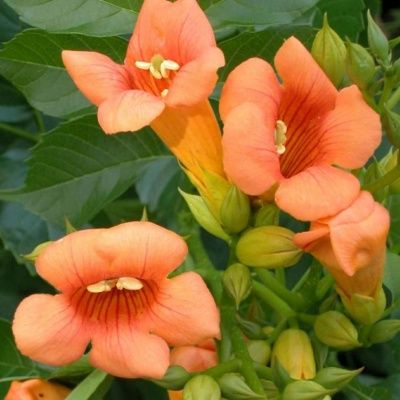 Bignone Indian Summer - Leaderplant