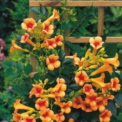 Bignone Indian Summer - Leaderplant