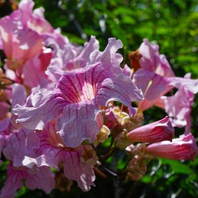 Bignone rose Comtesse Sarah - Leaderplant