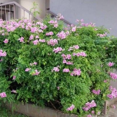 Bignone rose  - Leaderplant