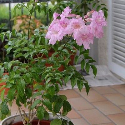 Bignone rose  - Leaderplant