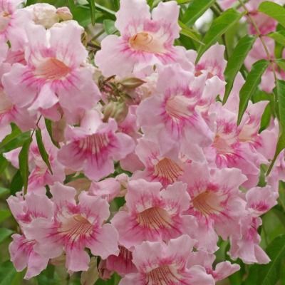 Bignone rose  - Leaderplant