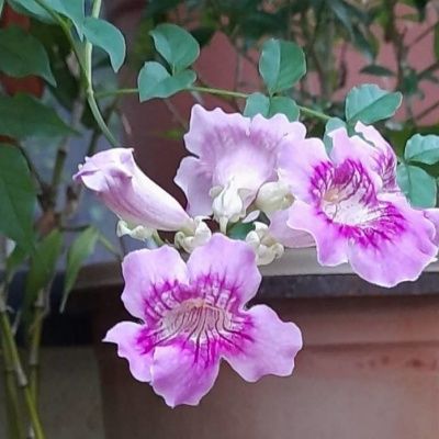 Bignone Violette - Leaderplant