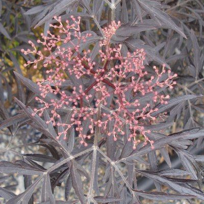 Sureau noir Black Lace ® - Leaderplant