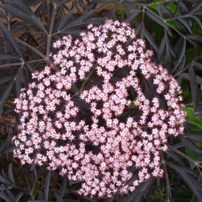 Sureau noir Black Lace ® - Leaderplant