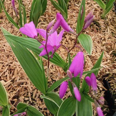 Orchidée Jacinthe - Bletilla - Leaderplant