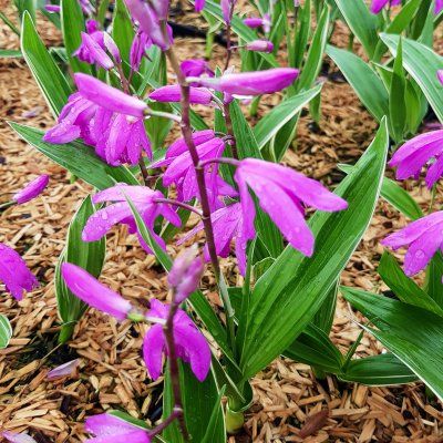 Orchidée Jacinthe - Bletilla - Leaderplant