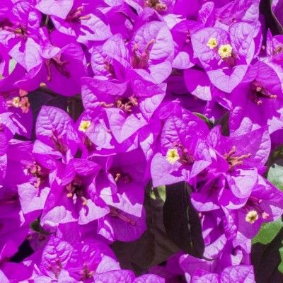 Bougainvillier rustique Violet de Mèze  - Leaderplant