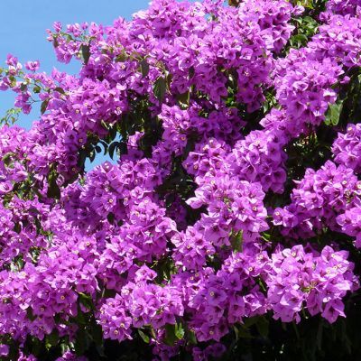 Bougainvillier rustique Violet de Mèze  - Leaderplant