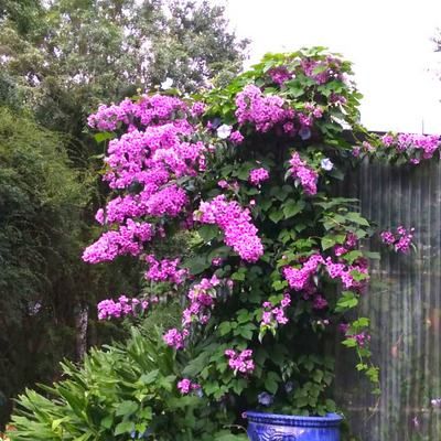 Bougainvillier rustique Violet de Mèze  - Leaderplant