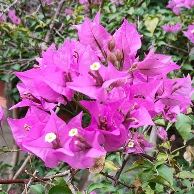 Bougainvillier rustique Violet de Mèze  - Leaderplant