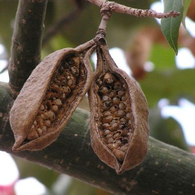Brachychiton - Arbre Bouteille Australien - Leaderplant