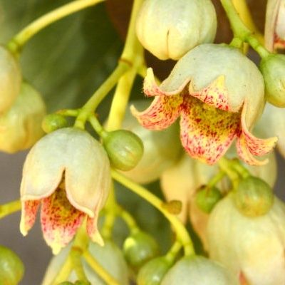 Brachychiton - Arbre Bouteille Australien - Leaderplant