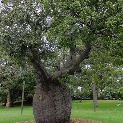Brachychiton - Arbre Bouteille Australien - Leaderplant