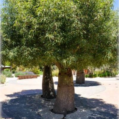 Brachychiton à feuilles de Peuplier- Arbre Bouteille  - Leaderplant
