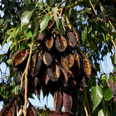 Brachychiton à feuilles de Peuplier- Arbre Bouteille  - Leaderplant