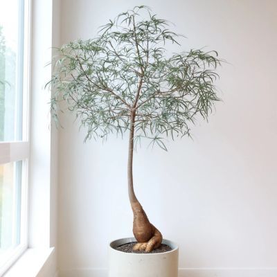 Brachychiton - Arbre Bouteille Australien - Leaderplant