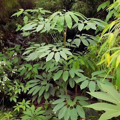 Brassaiopsis mitis  - Leaderplant