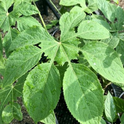 Brassaiopsis mitis  - Leaderplant