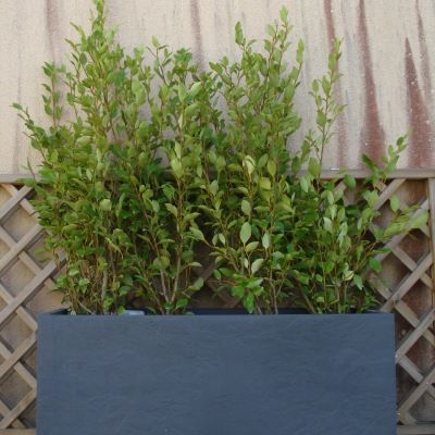 KIT Haie Brise-vue Balcon Griseline - Leaderplant