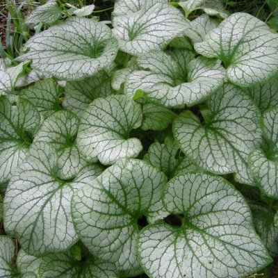Brunnera - Myosotis du Caucase 'Jack Frost' ® - Leaderplant