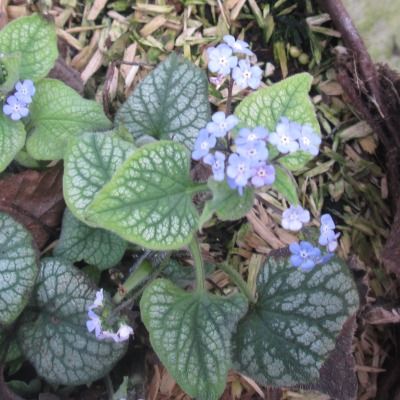 Brunnera - Myosotis du Caucase 'Jack Frost' ® - Leaderplant
