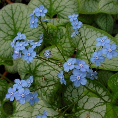 Brunnera - Myosotis du Caucase 'Jack Frost' ® - Leaderplant