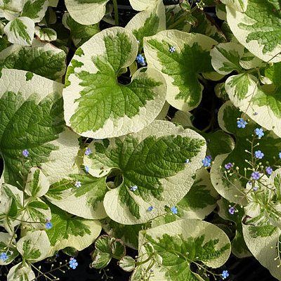 Brunnera panaché - Myosotis du Caucase - Leaderplant