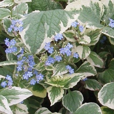 Brunnera panaché - Myosotis du Caucase - Leaderplant